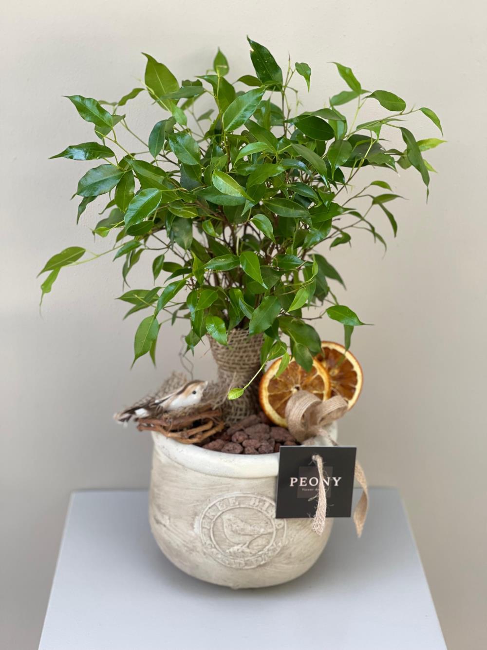 Ficus Benjamina